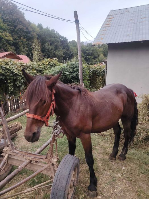 Vând o mânză și un manz