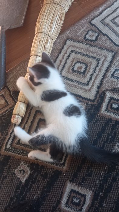 Отдаем домашних котят
