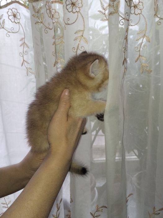 Золотая шиншилла