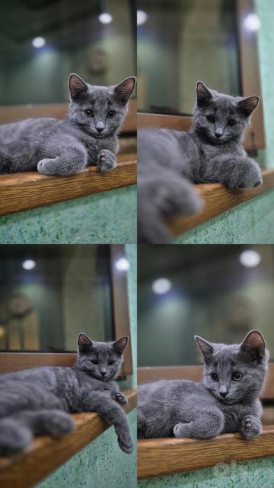 Продаются котята!