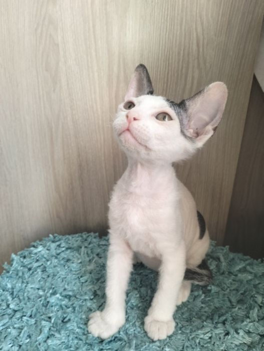 Продаются котята сфинкс