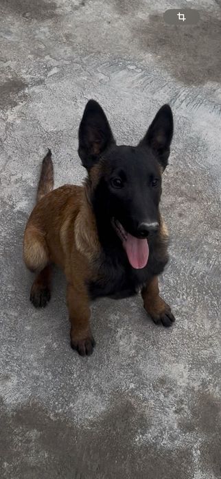 Бельгийская овчарка