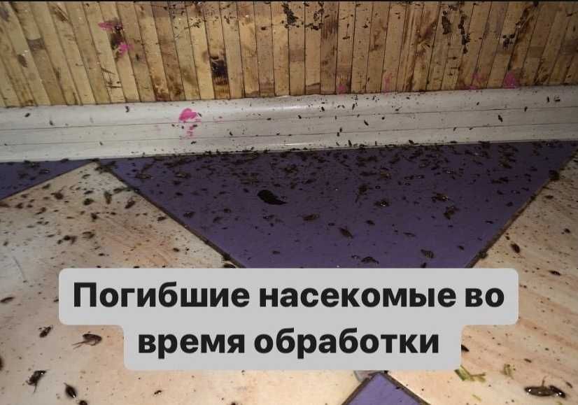 Дезинфекция Dezinfeksiya уничтожение клопов, таракан. Tarakan, klapa