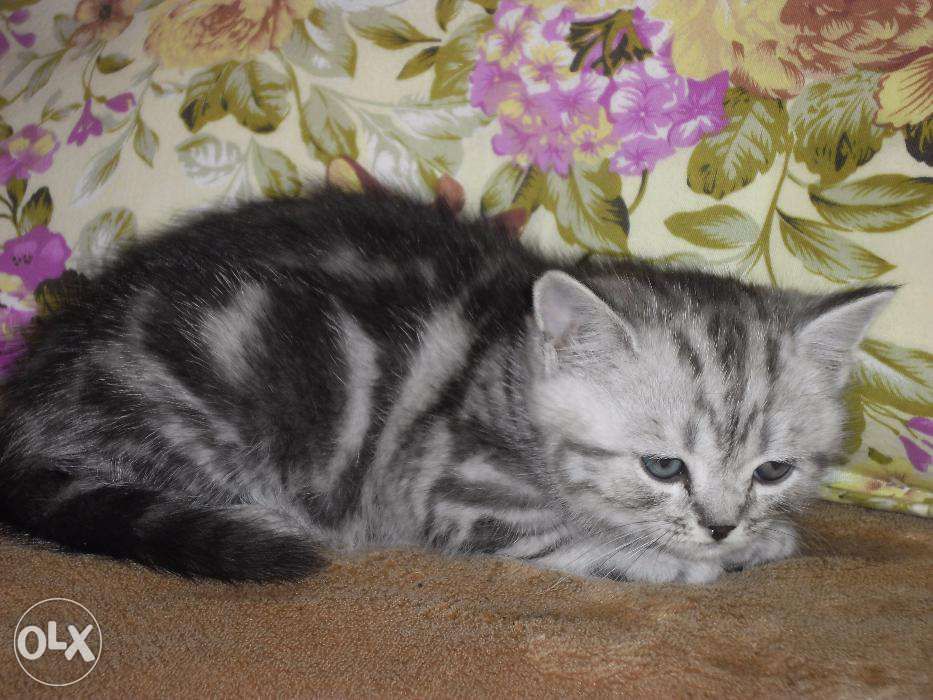 Британские котята