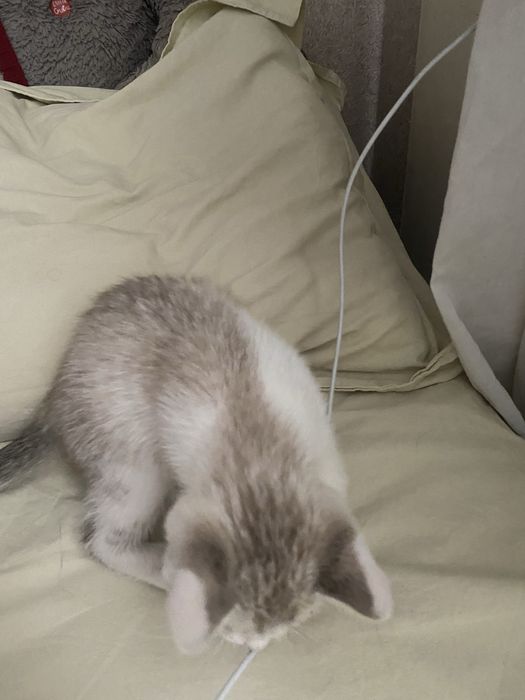 Отдам котенка бесплатно
