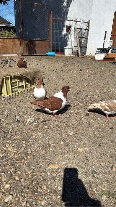 Vand porumbei strasseri