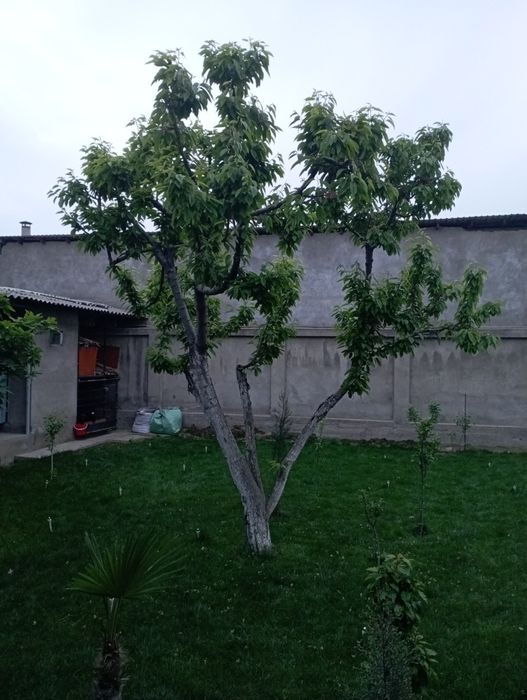 Uzum kochat  xomtok qilish