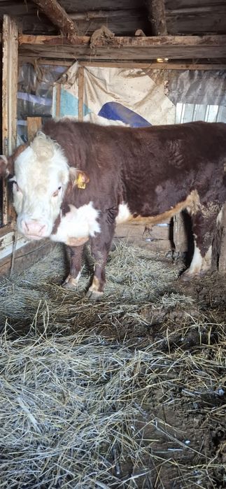 Акбас бука сатам откорм