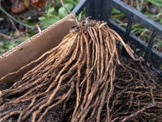 Rădăcini sparanghel