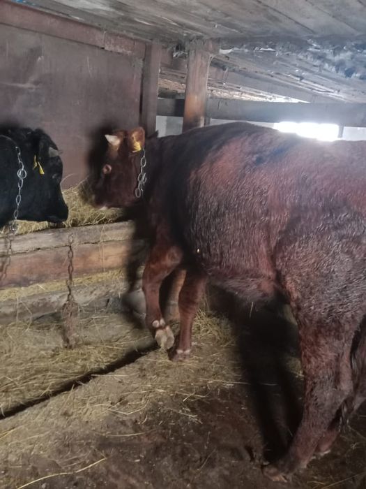 Продам молодняк крс