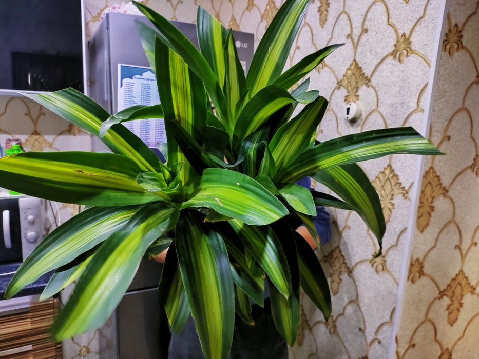 Красивые растения . Доставка