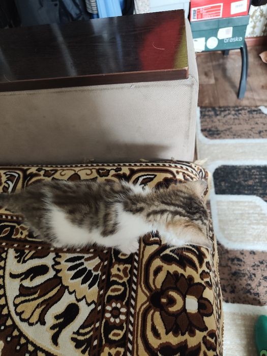 Отдам котят в хорошие руки