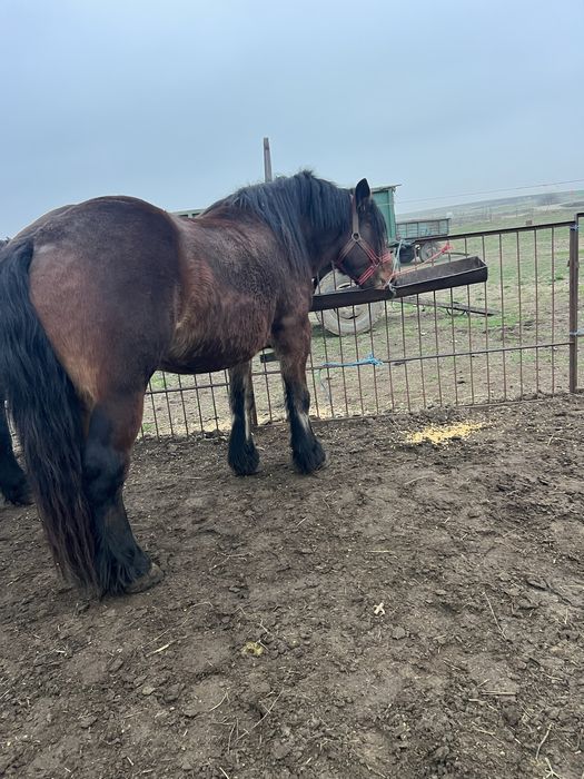 Iapă gestantă de vânzare