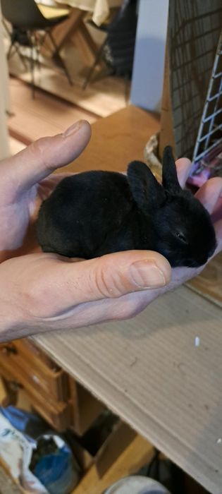 Iepurași Pitici Rex