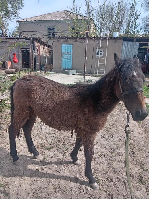 жылкы жабагы тай