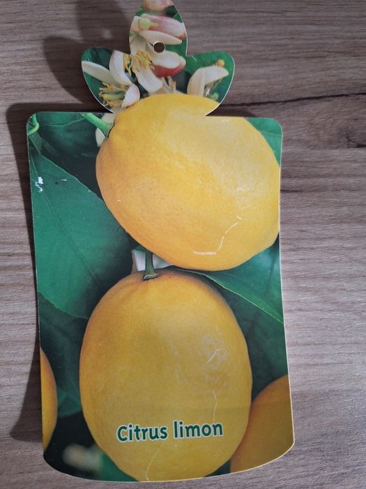 Lămâi altoiți Craiova.