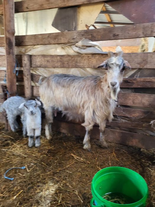 Vand capra la a doua fatare!