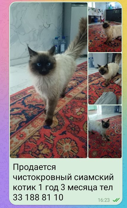 Сиамский чистокровный котик