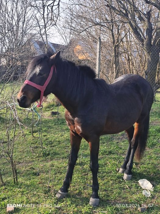 Cal de vînzare m-ai multe detalii la tel