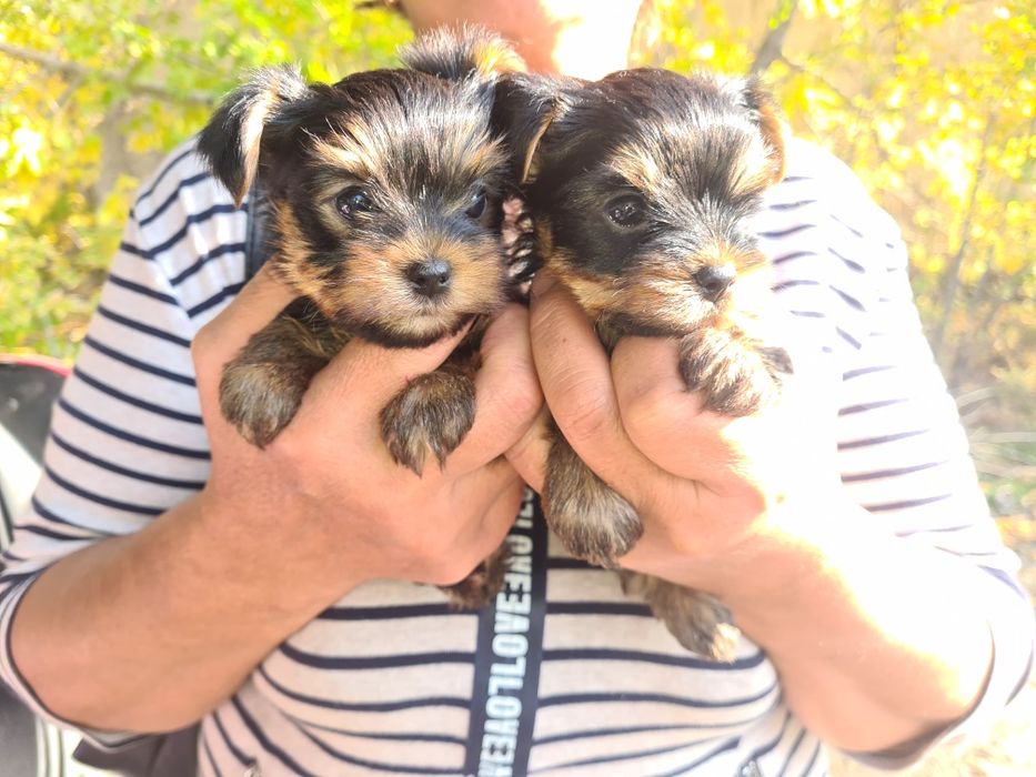 Продам щенков йоркширского терьера.