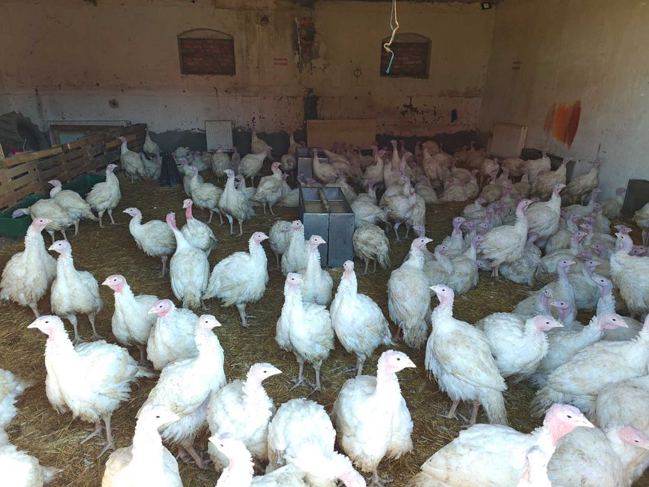 Curci de carne de vânzarea