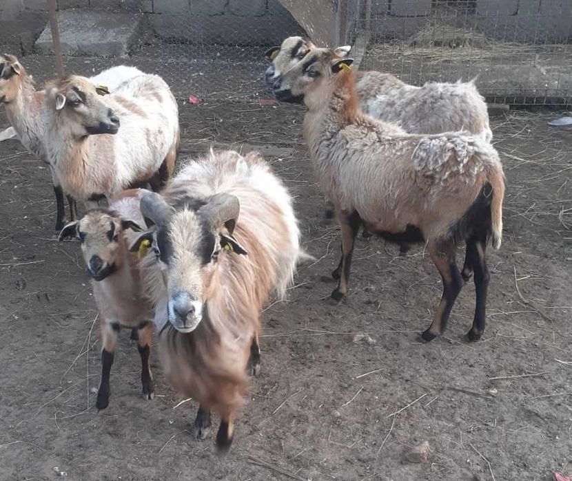 vand oi gestante si miei de camerun