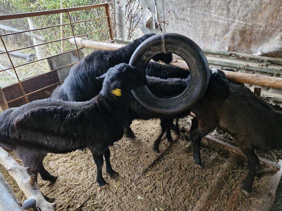 Тоқты қошқар сатылады бес бас