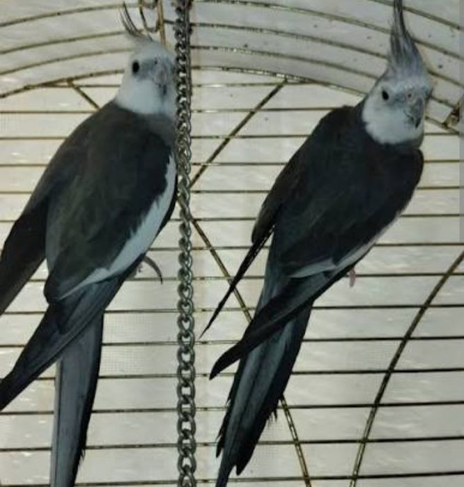 Карелла сотилад безщеквая ( покистон)