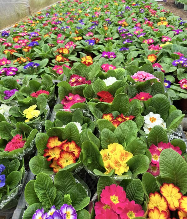 Flori de vanzare, de la producator