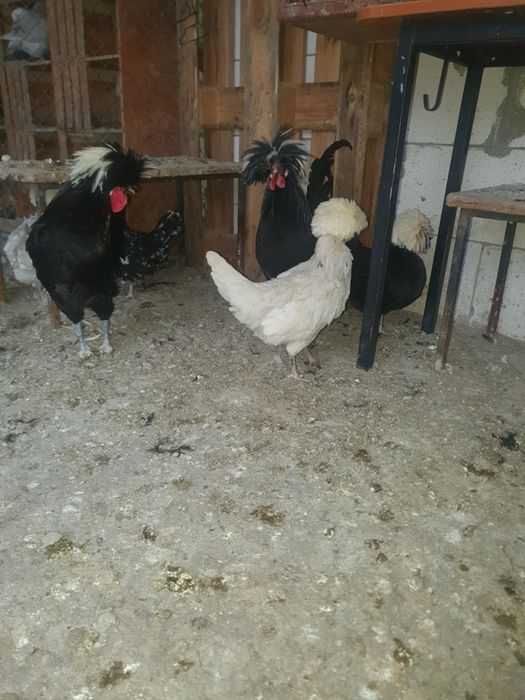 Vand motata olandeza.