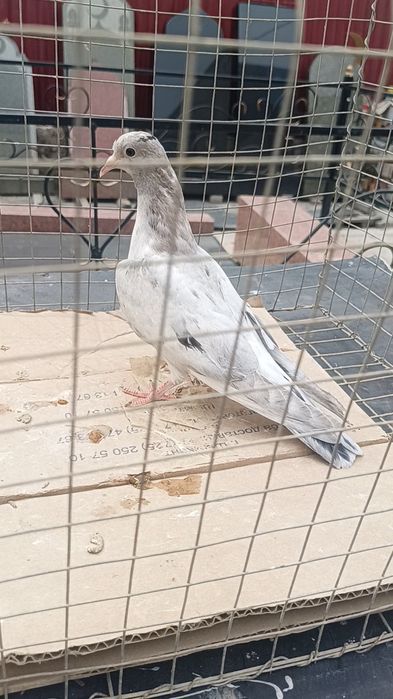 Голуби голоногие