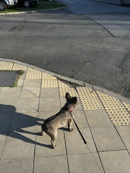 Френски булдог женски сив 6 месечен