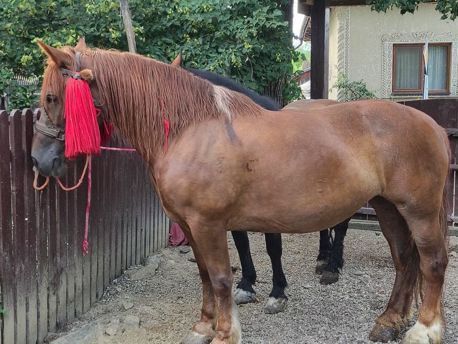 Vând o iapă din două la alegere