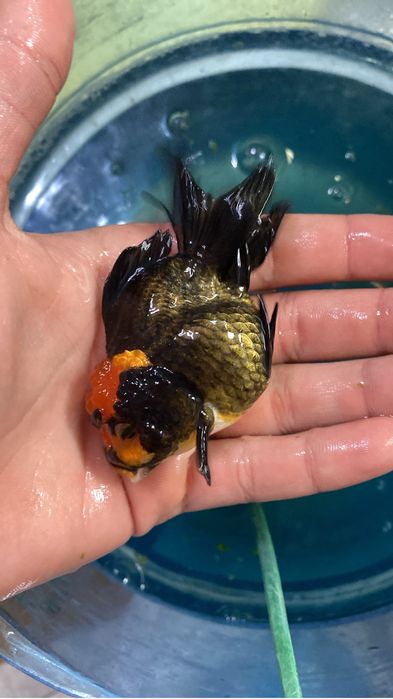 Продаются оранды по приятным ценам