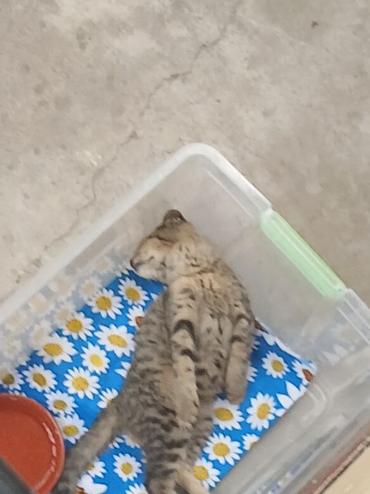 Домашний котенок