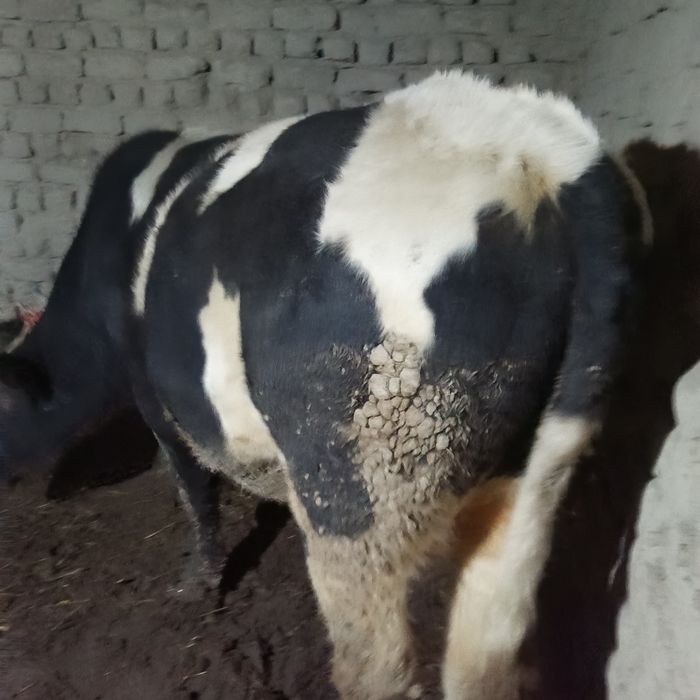 Buqa sotlad zot gegant parodadan