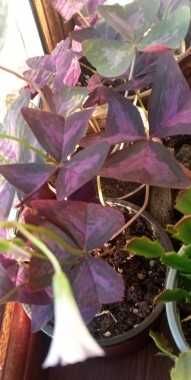 продам кислицу фиолетовую