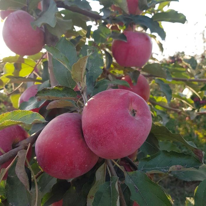 Олма кўчат | olma ko‘chat | пакана олма | ярим пакана олма | интенсив