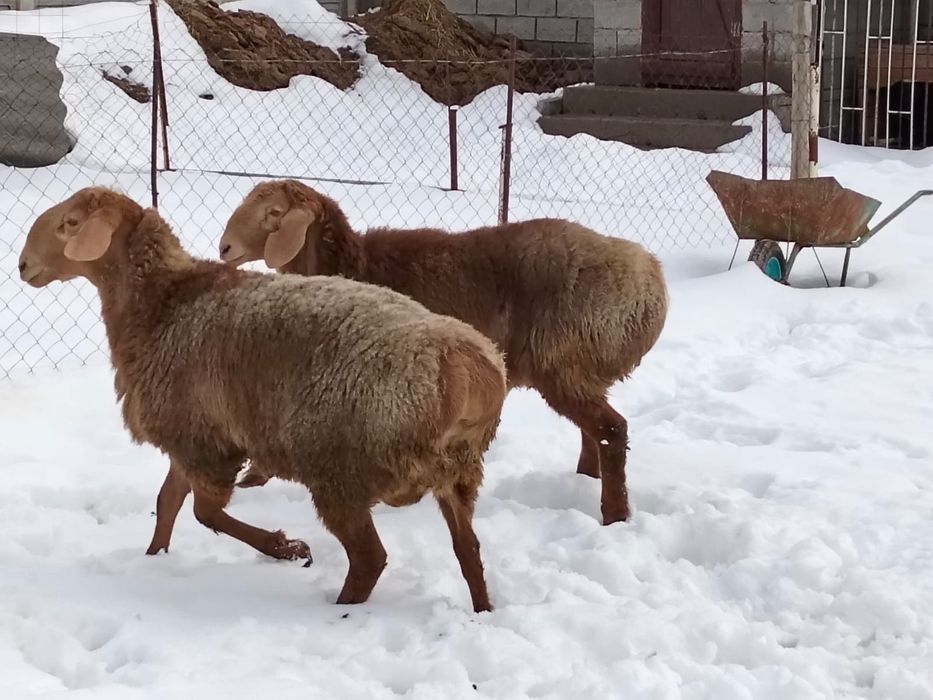 Арашан тоқты қошқарлар