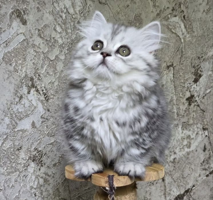Котята манчкины из питомника