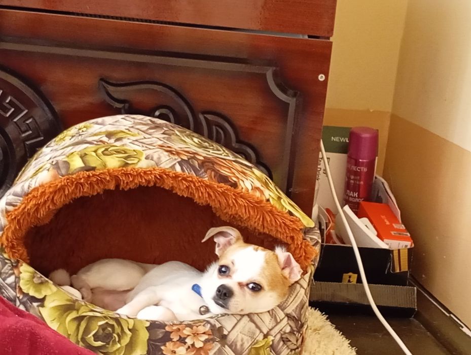 Чхвахува сабака продам