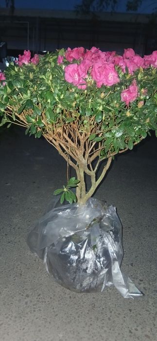 Комнатные растения Азалия Azaliya