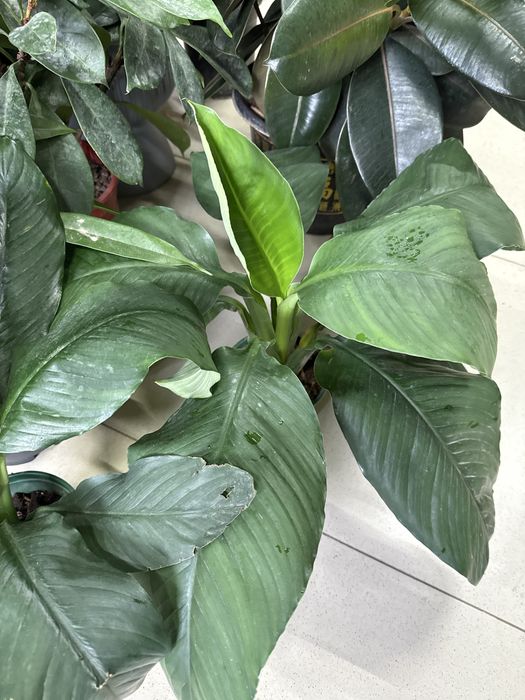 Женское счастье гигант