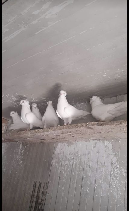 Porumbei jucatori de amara