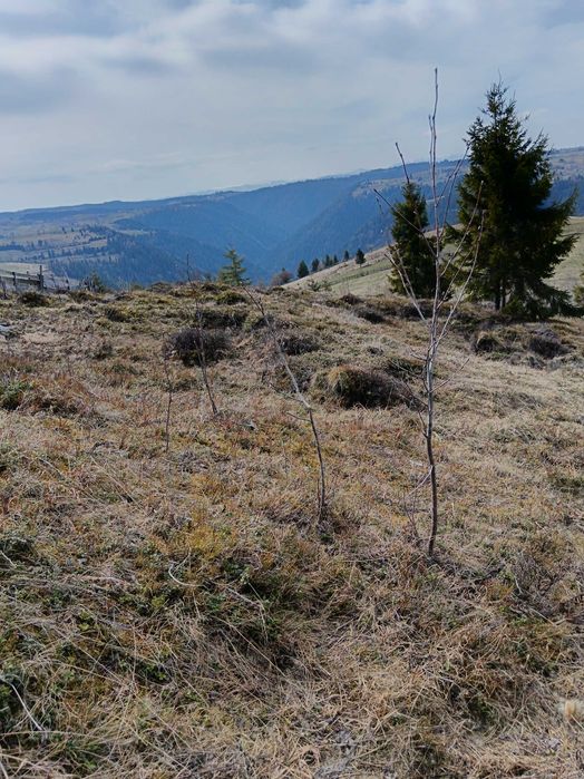 Vând teren superb în Măguri-Răcătău, situat într-o zonă de munte deosebită, perfectă pentru cabană, casă de vacanță sau investiție.