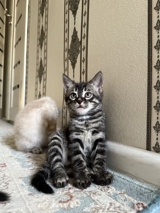 Бенгальские котята