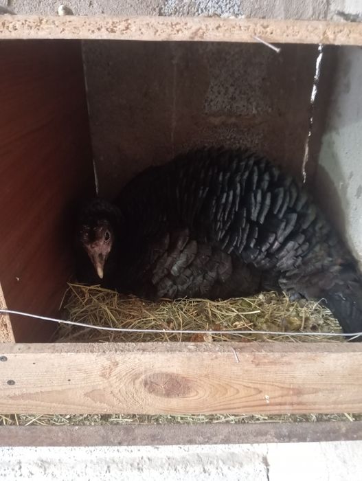 Птицы индюки жывотнын