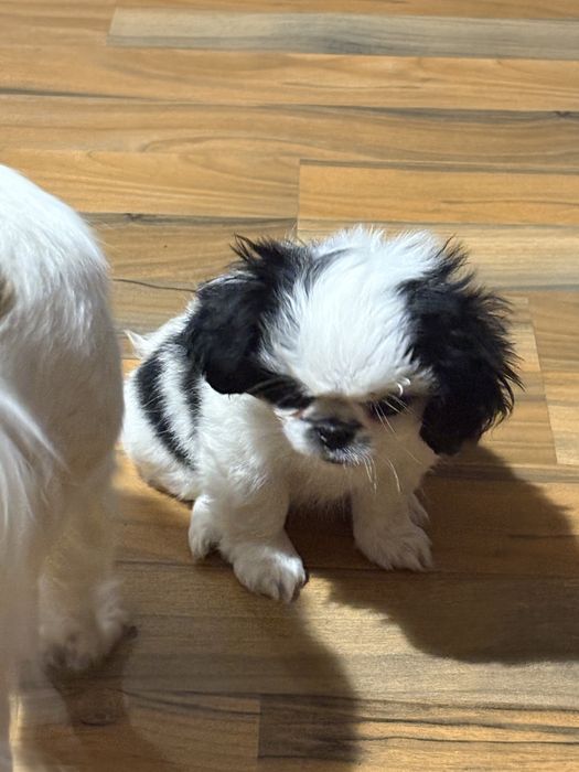 Японски хин - бебета