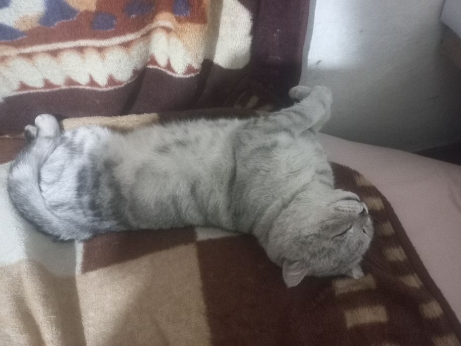 Пропал кот .Астана