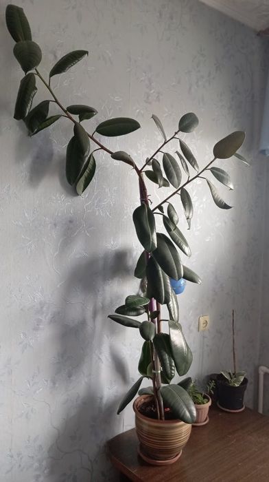 Продаются домашние цветы.